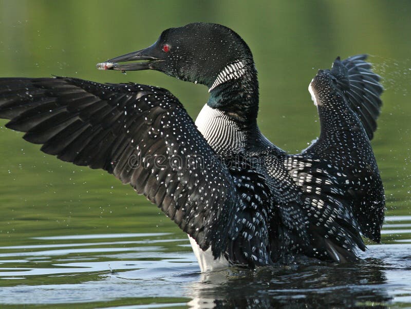 Loon comune (immer di Gavia) con un pesce fotografie stock libere da diritti Loon comune (immer di Gavia) con un pesce fotografie stock libere da diritti