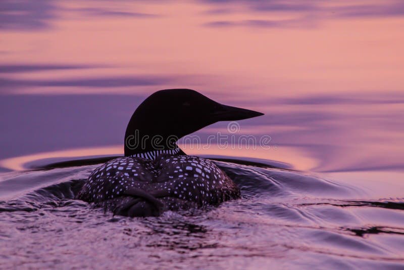 A Common Loon on an Alaskan lake at sunset. A Common Loon on an Alaskan lake at sunset.