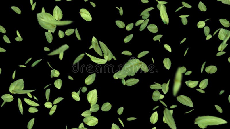 Looping Lent Motion 3D Animation des Feuilles Vertes Volantes avec Canal Alpha illustration libre de droits