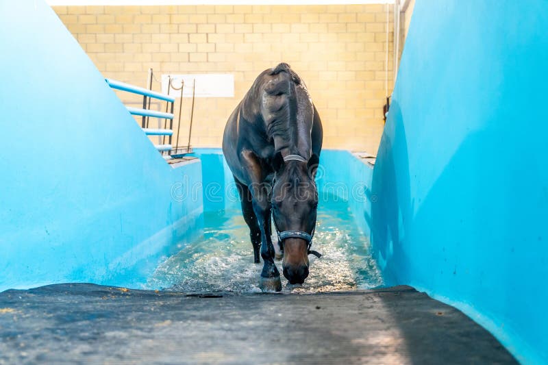 Horse walking while receiving rehabilitation in a pool in a hydrotherapy center. Horse walking while receiving rehabilitation in a pool in a hydrotherapy center