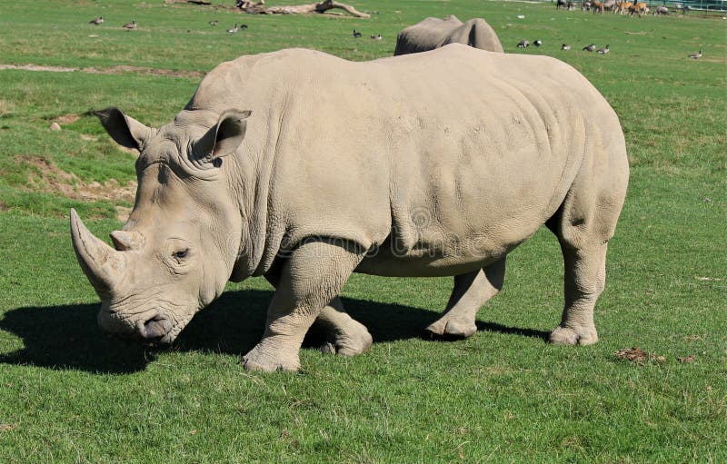 Looppas weg Rinoceros stock afbeeldingen Looppas weg Rinoceros stock afbeeldingen