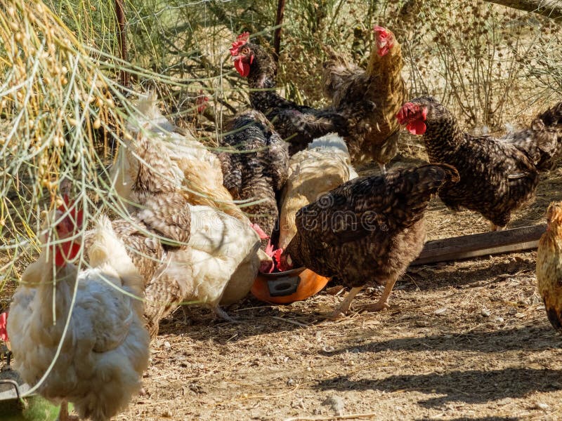 Loose Chickens in a Farmyard Stock Image Image of agriculture