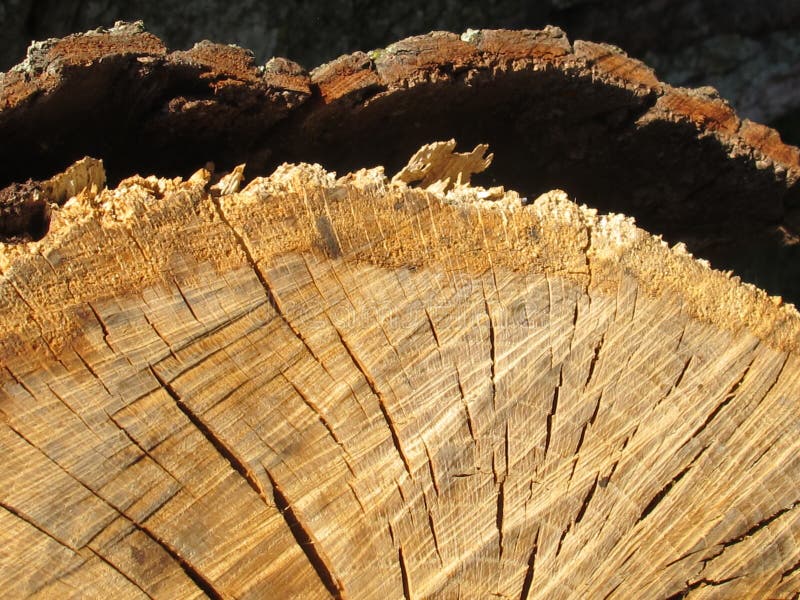 Loose tree bark stock photo. Image of rings, exposed - 83434508