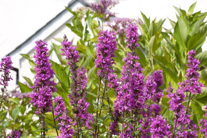 Purple Loosestrife â€“ Lythrum Salicana â€“ Growing in an English Country Garden. Purple Loosestrife â€“ Lythrum Salicana â€“ Growing in an English Country Garden