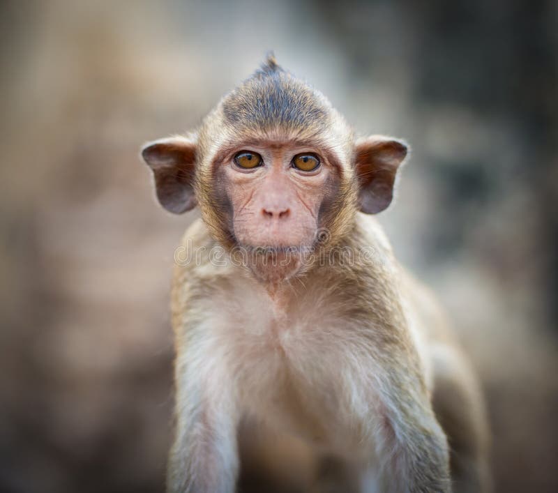 Lopburi Thailand. Monkey ( Crab-eating or Long-tailed macaque )