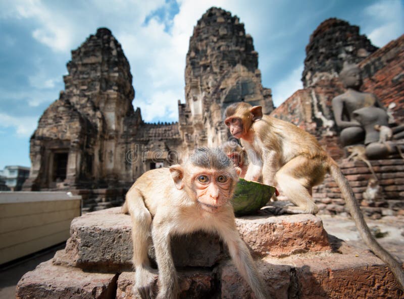 Lopburi Thajsku.