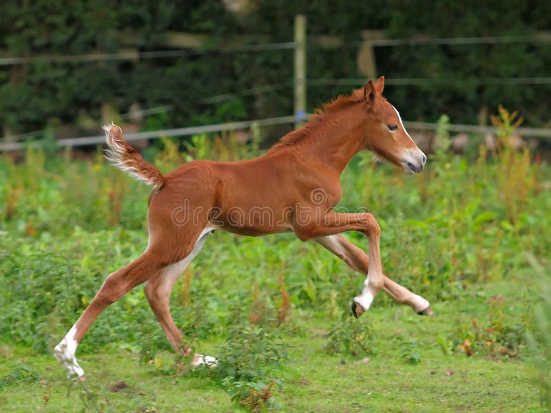 A foal runs alone in a meadow. A foal runs alone in a meadow.