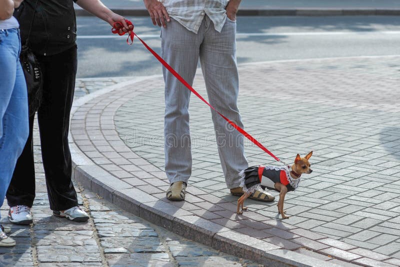 Lopende geklede hond De eigenaar kleedde de hond royalty-vrije stock afbeelding Lopende geklede hond De eigenaar kleedde de hond royalty-vrije stock afbeelding