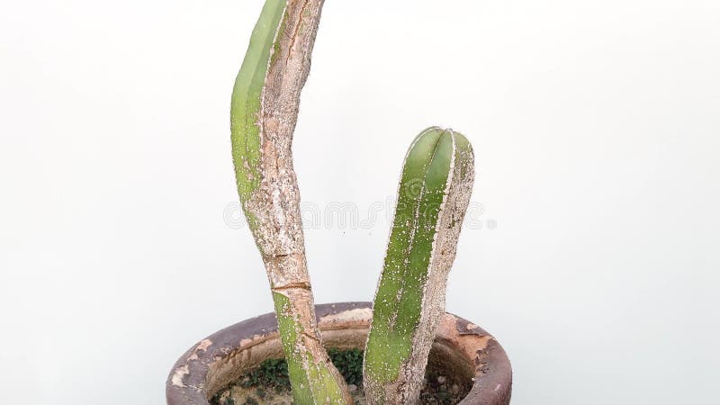 Lophocereus marginatus infested cactus with mealybugs in large pot on white background stock footage
