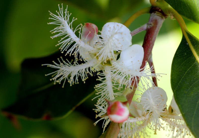 Flower of Lophostemon Confertus, Brisbane Box, Brush Box Stock Image