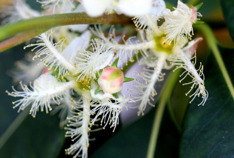 Lophostemon Confertus, Brisbane Box, Brush Box Stock Image Image of