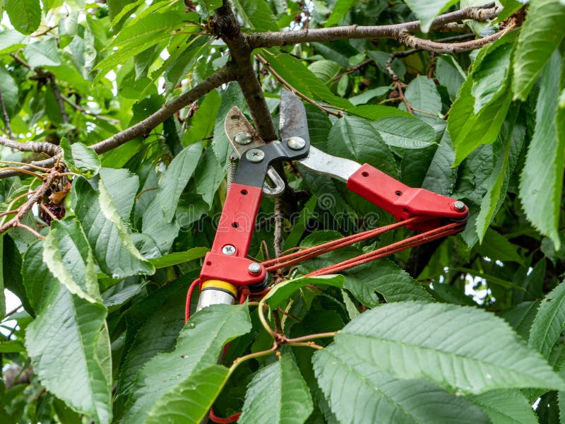 Loppers on trees C stock photo. Image of plant, trim 38296636