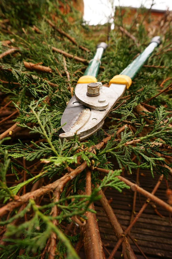 Loppers on trees C stock photo. Image of plant, trim 38296636