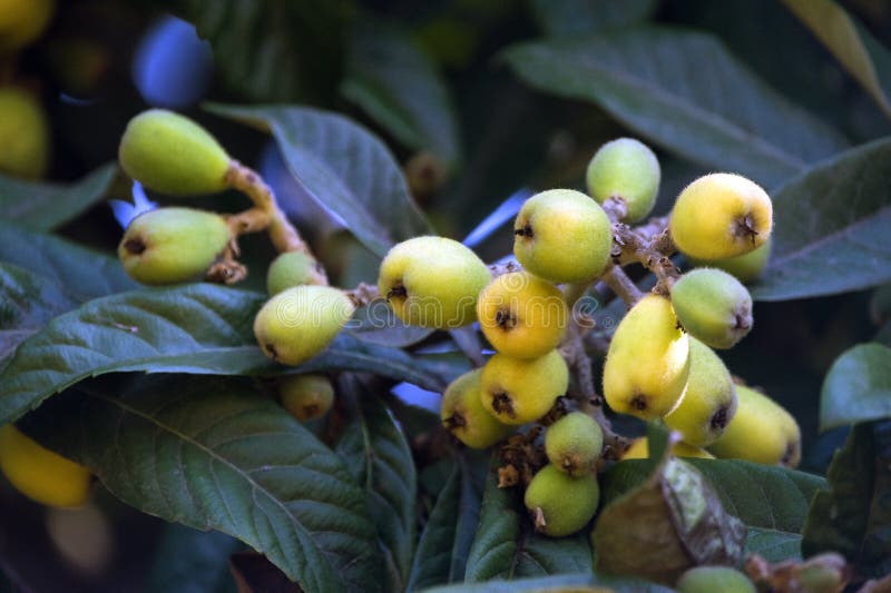 oquat, Eriobotrya japonica, much appreciated i