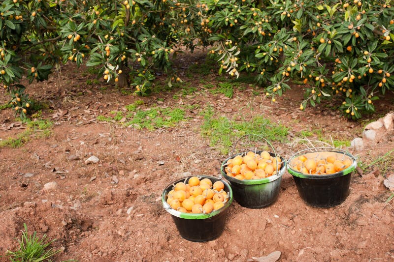 Loquat harvest stock photo. Image of horizontal, tender 19533018
