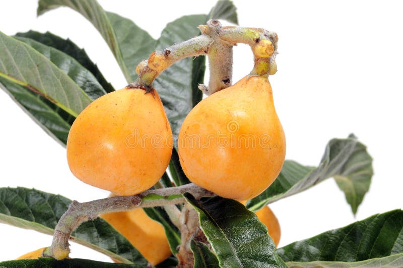 Loquats