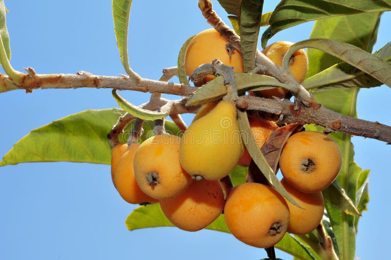 Loquats