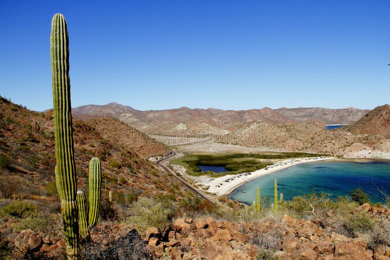 Saguaro in Loreto Bays in the Sea of Baja California I Stock Image ...