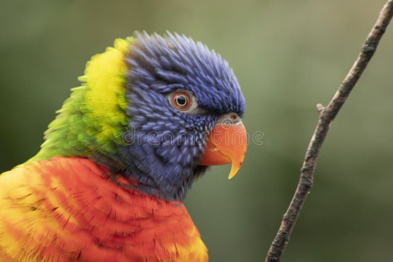 Lori Oder Lorikeet, Trichoglossus Moluccanus Stockbild Bild von