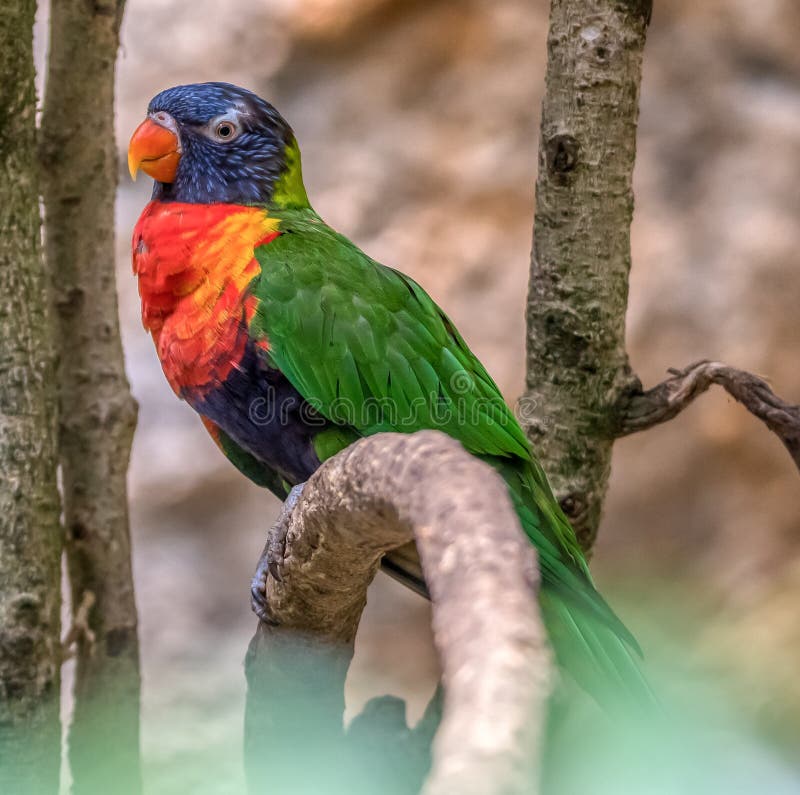 Loriini arboreal parrot wildlife colored bird awesome