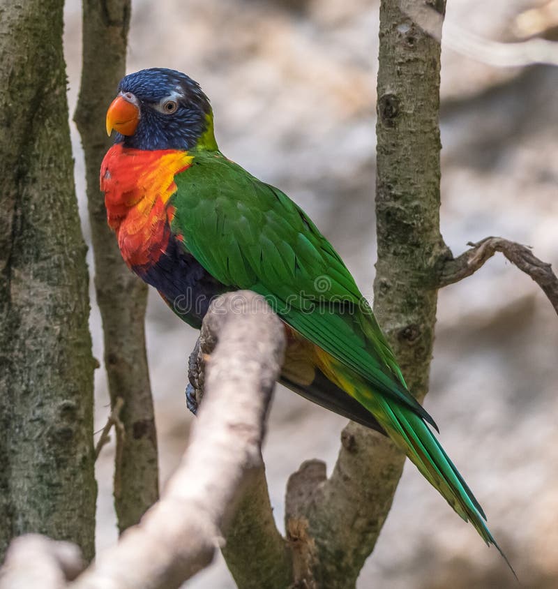 Loriini arboreal parrot wildlife colored bird awesome