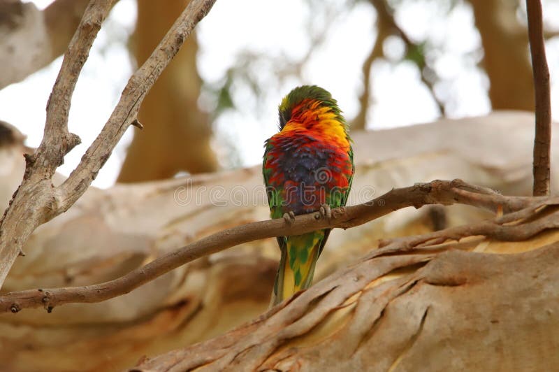 Loriini Bird Perched on a Sundrenched, Tree Branch, Its Vibrant