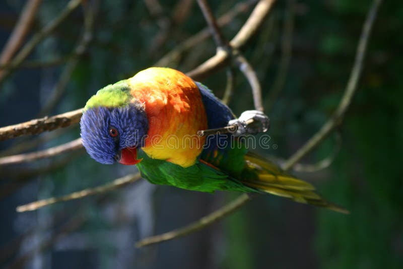 Lorikeet 2