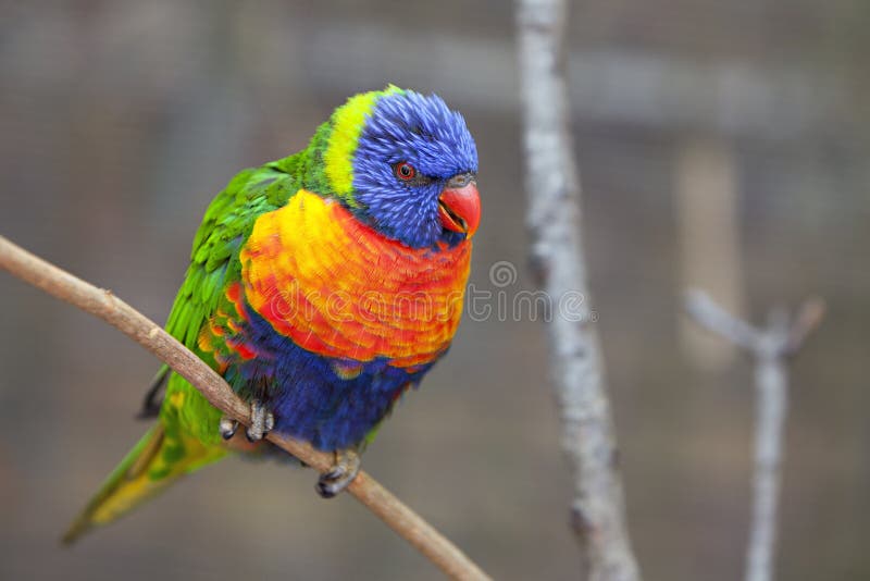 Lorikeet bird royalty free stock photo