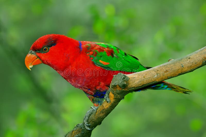 Lorikeet del Rainbow fotografie stock libere da diritti Lorikeet del Rainbow fotografie stock libere da diritti