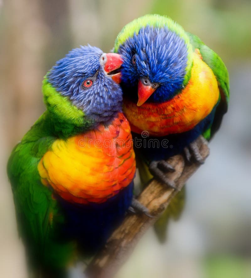 Lorikeet flüstert ein Geheimnis Lorikeet flüstert ein Geheimnis