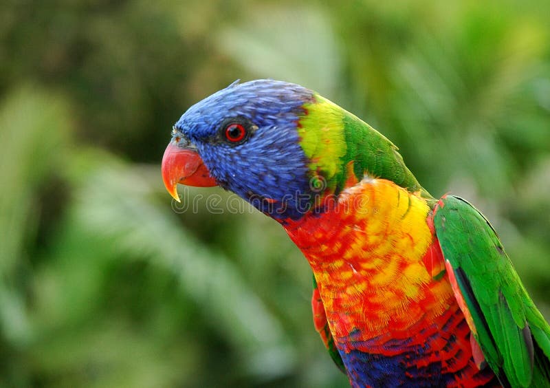 lorikeet ουράνιο τόξο στοκ εικόνες lorikeet ουράνιο τόξο στοκ εικόνες