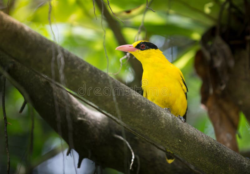 Oiseau Loriot Noir Naped Sur Un Arbre Image Stock Image