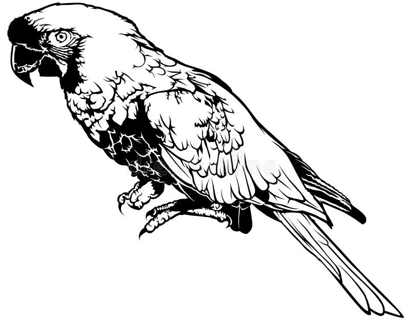 Loro blanco y negro ilustración del vector. Ilustración de animal