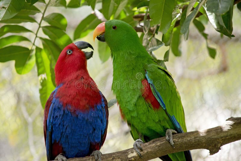 Loro de Eclectus imagen de archivo. Imagen de pico, rojo 101831449