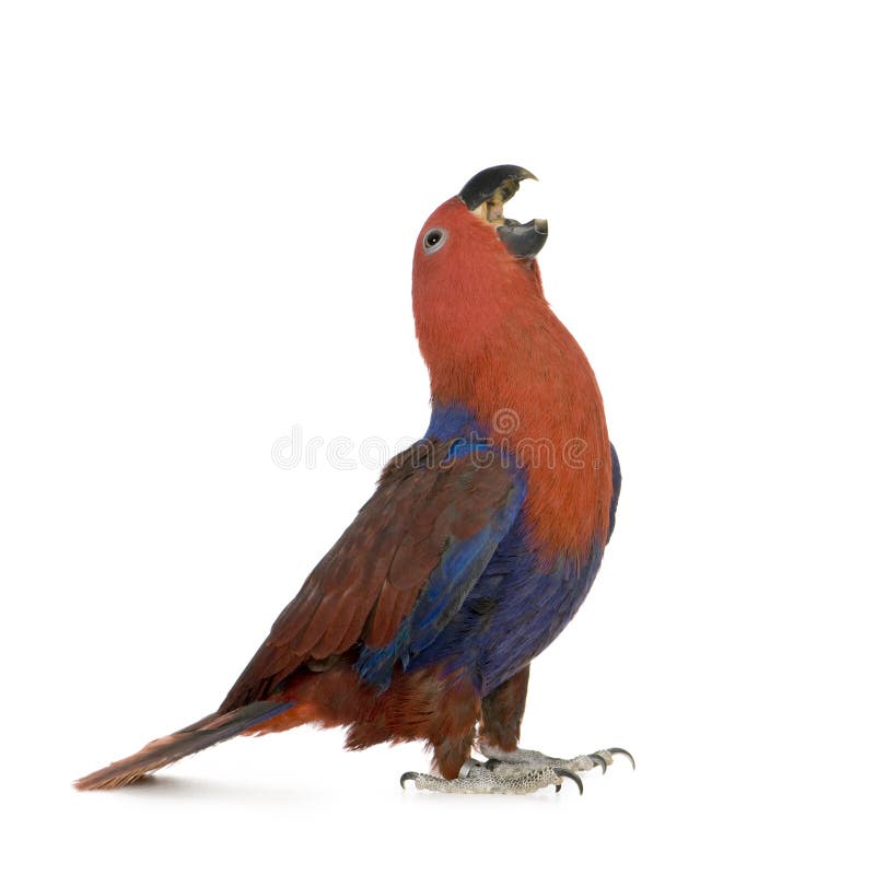 Loro de Eclectus - roratus de Eclectus (1 año) Loro de Eclectus - roratus de Eclectus (1 año)