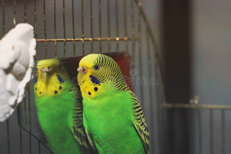 Loro ondulado cerca del espejo fotografía de archivo libre de regalías Loro ondulado cerca del espejo fotografía de archivo libre de regalías