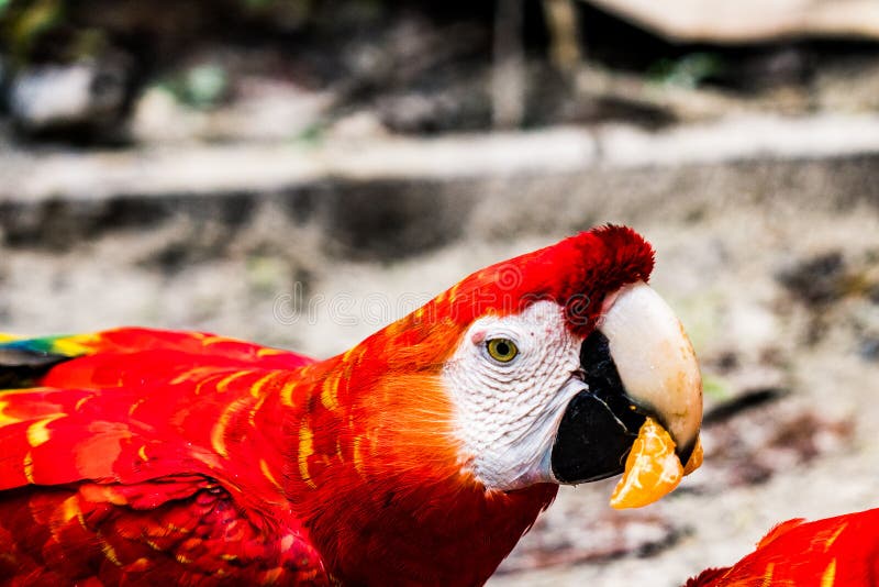 Loro rojo que come una naranja/un mandarín/una mandarina en la selva cerca de Iquitos, Perú imagenes de archivo Loro rojo que come una naranja/un mandarín/una mandarina en la selva cerca de Iquitos, Perú imagenes de archivo