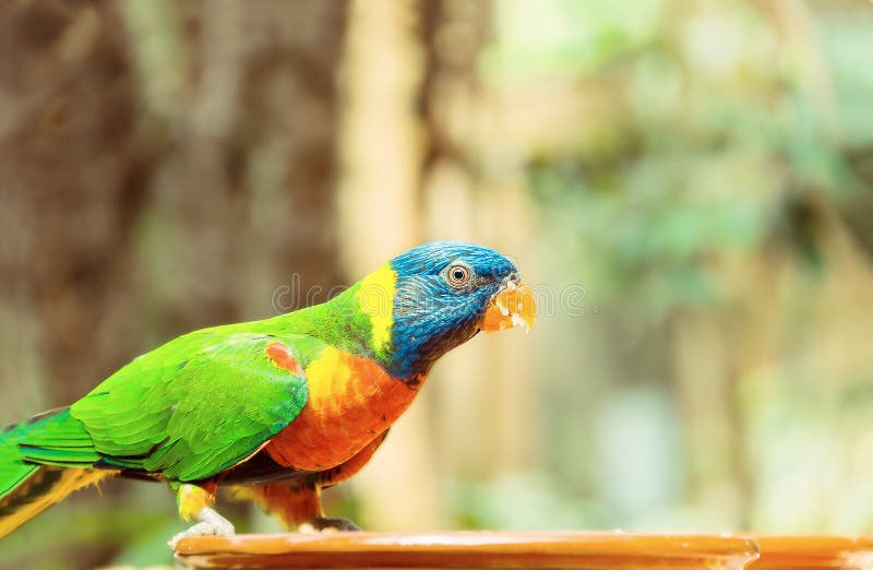 Loro verde cerca de los alimentadores, comiendo la fruta fotografía de archivo Loro verde cerca de los alimentadores, comiendo la fruta fotografía de archivo