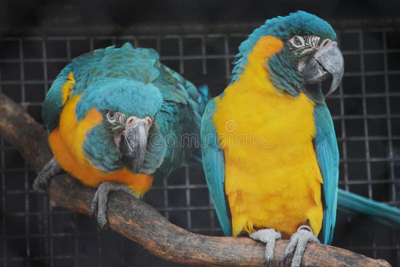 Loros del Macaw en una jaula