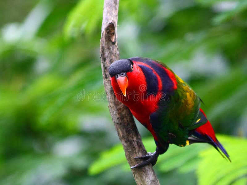 The Purple-naped Lory, Lorius domicella is a forest-dwelling parrot endemic to the islands of Seram, Ambon, and perhaps also Haruku and Saparua, South Maluku, Indonesia. It is considered vulnerable, the main threat being from trapping for the cage-bird trade. The Purple-naped Lory, Lorius domicella is a forest-dwelling parrot endemic to the islands of Seram, Ambon, and perhaps also Haruku and Saparua, South Maluku, Indonesia. It is considered vulnerable, the main threat being from trapping for the cage-bird trade.