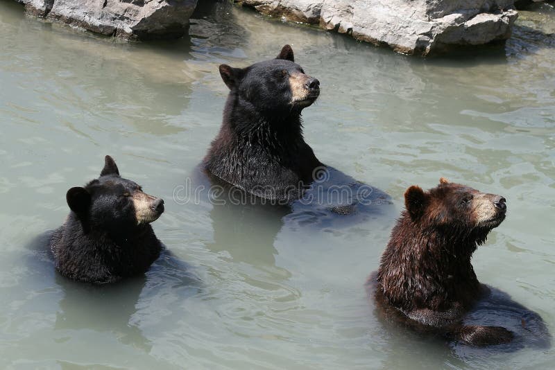 Los 3 osos