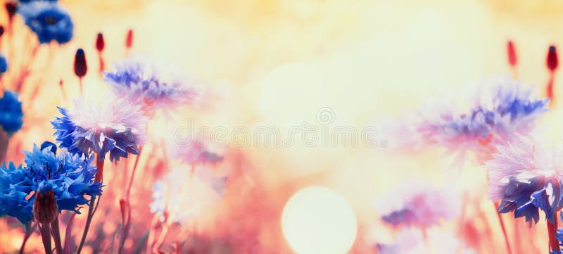 Los acianos preciosos en sol brillan, fondo floral de la naturaleza fotografía de archivo libre de regalías Los acianos preciosos en sol brillan, fondo floral de la naturaleza fotografía de archivo libre de regalías