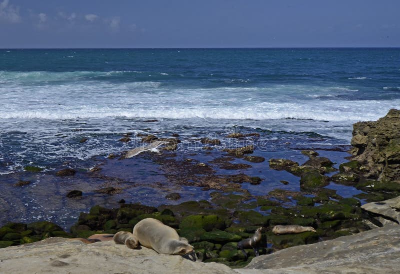Los Angeles Jolla - klejnot San Diego obrazy royalty free Los Angeles Jolla - klejnot San Diego obrazy royalty free