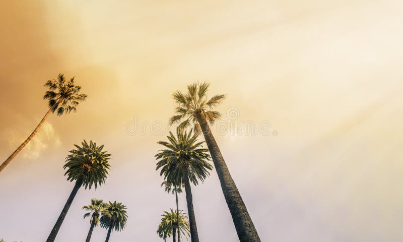 Iconic Los Angeles, West Coast Palm Tree Sunshine. Iconic Los Angeles, West Coast Palm Tree Sunshine