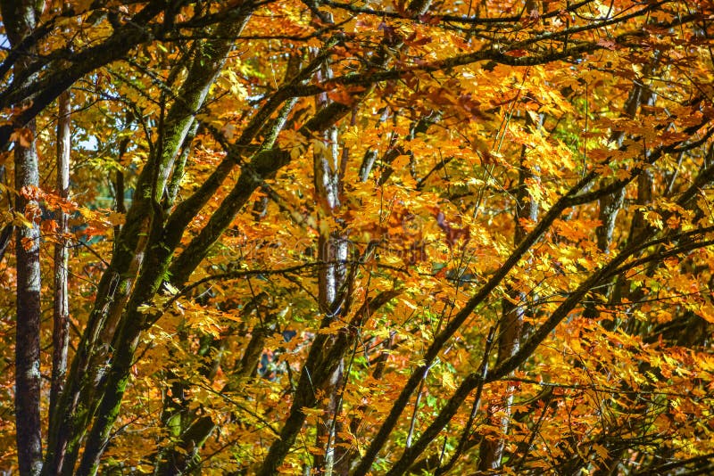 Los Arboles De Arce Y Su Gran Hoja Orange Amarilla Dorada De Otoño Que Da Color De Temporada De Otoño Al Paisaje Forestal Noroes foto de archivo libre de regalías Los Arboles De Arce Y Su Gran Hoja Orange Amarilla Dorada De Otoño Que Da Color De Temporada De Otoño Al Paisaje Forestal Noroes foto de archivo libre de regalías