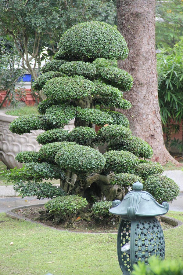 Los bonsais gigantes foto de archivo. Imagen de cuidado 99994618