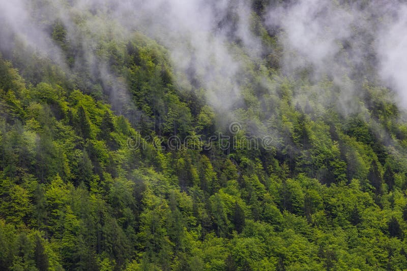 Beautiful, green and healthy forests help regulate global climate. Early morning misty fog above the the forest. For healthy planet. Beautiful, green and healthy forests help regulate global climate. Early morning misty fog above the the forest. For healthy planet