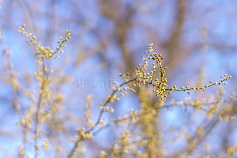 Los brotes se abren en el árbol a principios de primavera. fondo con enfoque selectivo y espacio de copia para texto o inscripción. fondo con foco selectivo y espacio de copia.