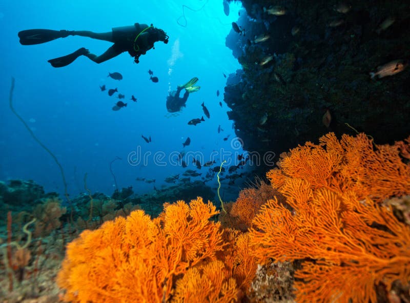 Los buceadores exploran un arrecife de coral foto de archivo Los buceadores exploran un arrecife de coral foto de archivo