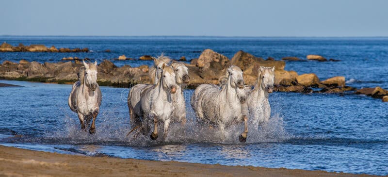 Los caballos blancos de Camargue que galopan a lo largo del mar varan Parc Regional de Camargue francia Provence fotografía de archivo libre de regalías Los caballos blancos de Camargue que galopan a lo largo del mar varan Parc Regional de Camargue francia Provence fotografía de archivo libre de regalías